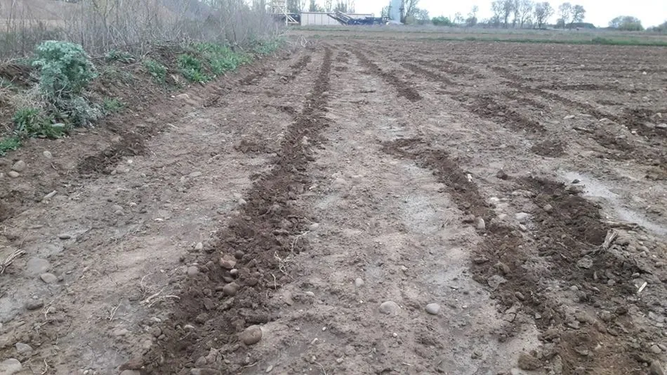 Daños producidos en una parcela sembrada por jabalíes. Foto: UPA