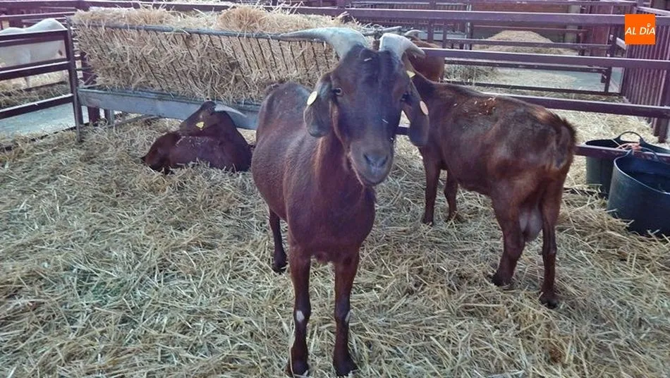 Los sectores ovino y caprino, castigados por la crisis de precios