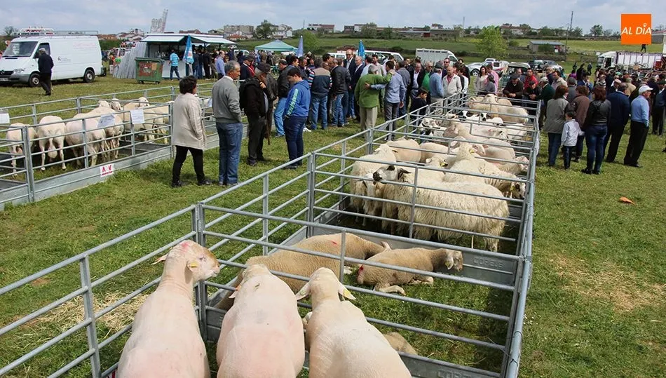 La feria de San Isidro en Lumbrales se ha convertido en una cita ineludible para los ganaderos / CORRAL