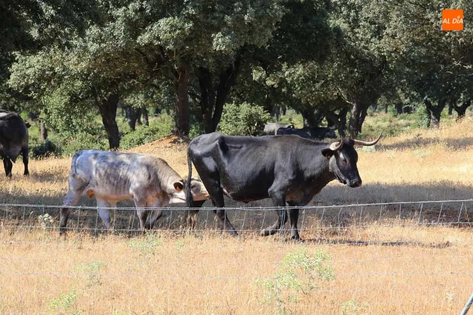 El ganado controla el crecimiento de la vegetación