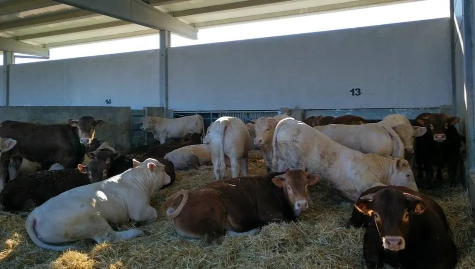 Cebadero de la cooperativa Dehesa Grande, con certificado de bienestar animal de Aenor