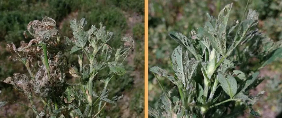 Hojas de alfalfa devoradas por larvas