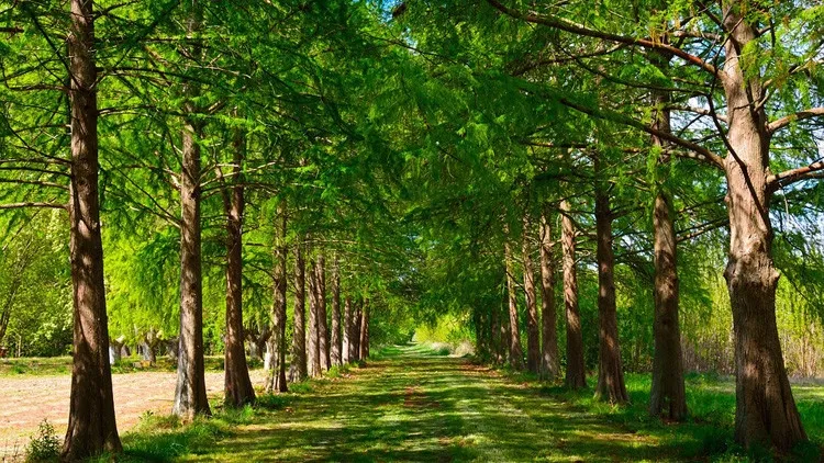 Un grupo de árboles