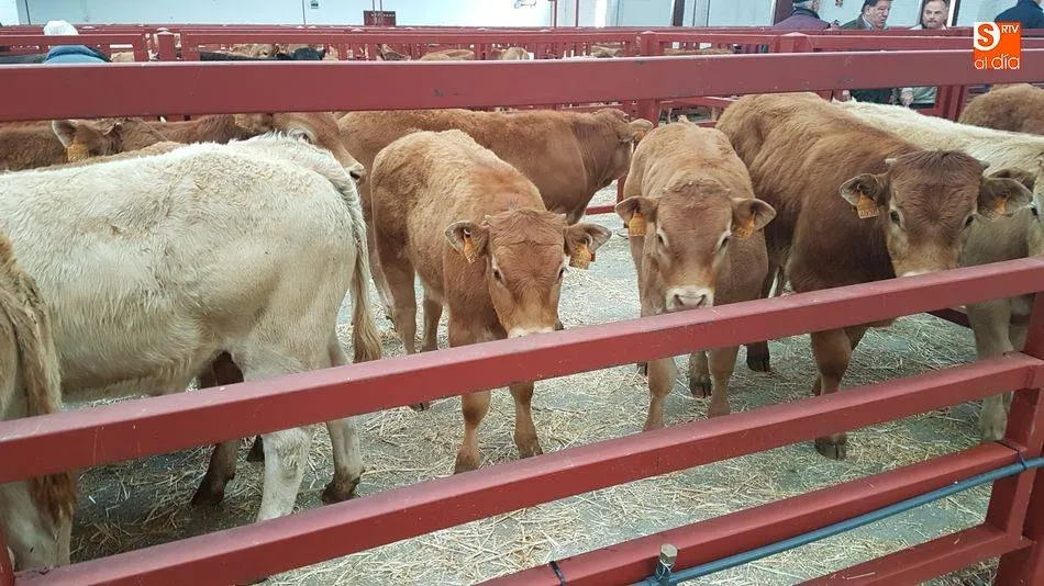 Aumenta la presencia de vacuno en el mercado con casi 2.450 cabezas
