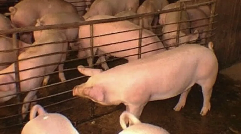 El sacrificio de un millón de cerdos incidirá en el mercado mundial de los cereales