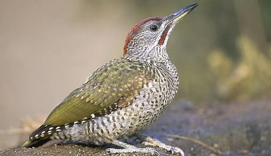 El pito real ibérico ya se ha convertido en una especie de pleno derecho. Fotos: SEO/BirdLife