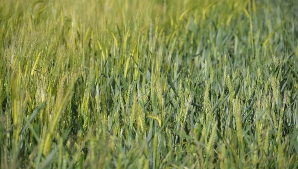 Las espigas ya muestran las consecuencias de la falta de agua y el calor. Foto: Lydia González