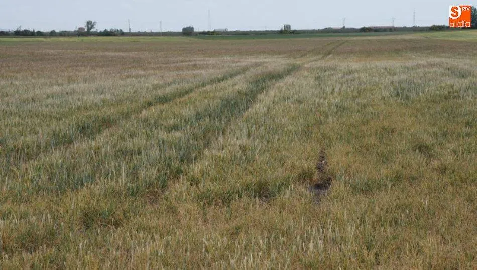 En esta convocatoria, que se publica hoy en el Bocyl, las subvenciones tienen como finalidad incentivar la suscripción de pólizas de seguros agrarios