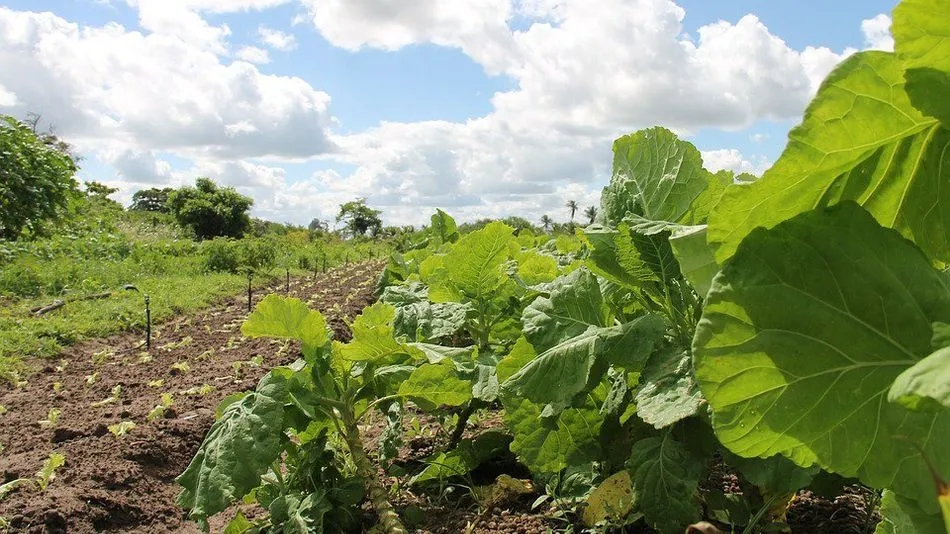 El PDR permite una prórroga de dos año o más, sin superar los siete en total