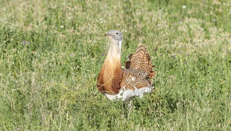 Castilla y León acoge un 30% de la población mundial de esta especie