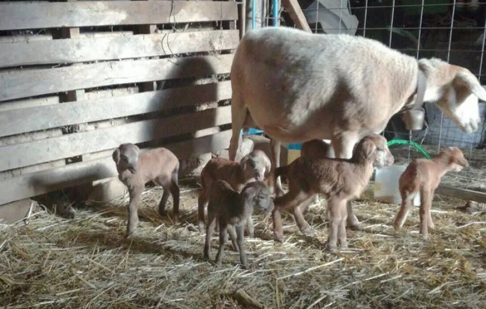 Los corderos protagonizaban un descenso de su precio