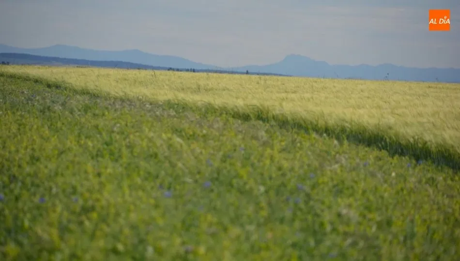 La falta de agua y las elevadas temperaturas auguran una cosecha catastrófica de cereales. Fotos: Lydia González