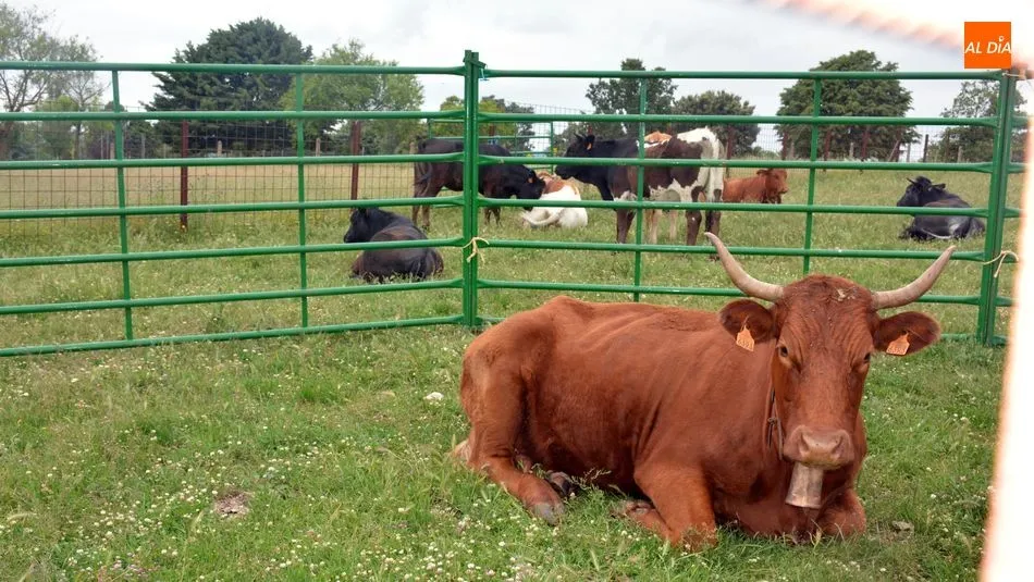 Una muestra de ganado vacuno expuesto en la feria de junio de Bañobárez en el año 2018 / E. Corredera