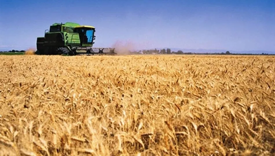 Desastrosa cosecha de cereales en Salamanca, similar a la de 2017