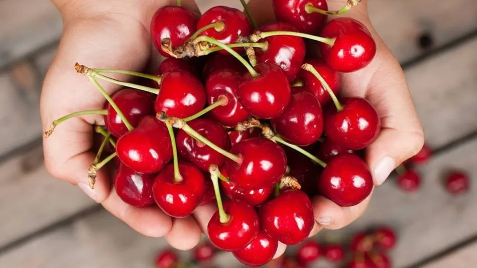 Todo tipo de actividades en torno a la cereza en el concejo de Fundão