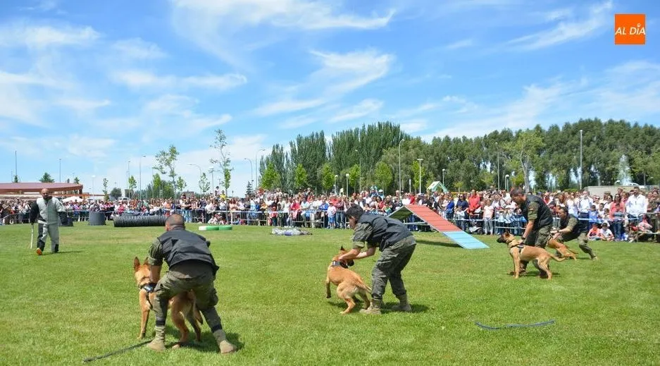 Una de las demostraciones caninas celebradas esta mañana. Foto de Lydia González