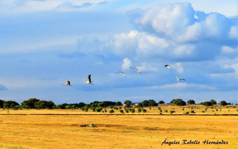 Celebración del vuelo