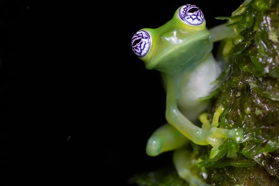 Fotografía de Max Benito Smeele, Sobre la cuerda floja