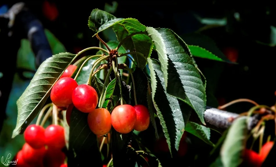El sabor de la Sierra