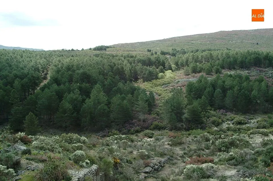 Zona de pinos limítrofe con Extremadura/ Foto: Adrián M.Pastor