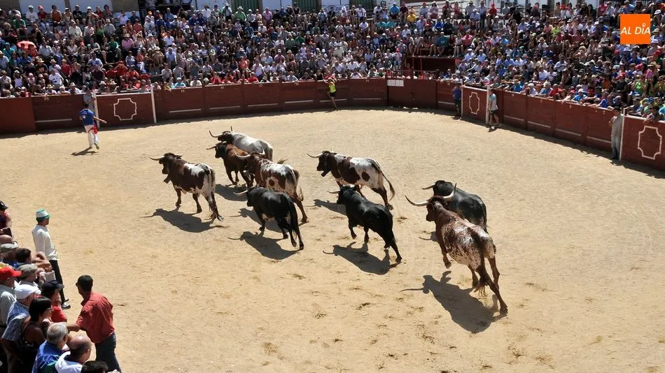 El coso montado en la Plaza Mayor acogerá los festivales y los encierros de novillos / E. Corredera