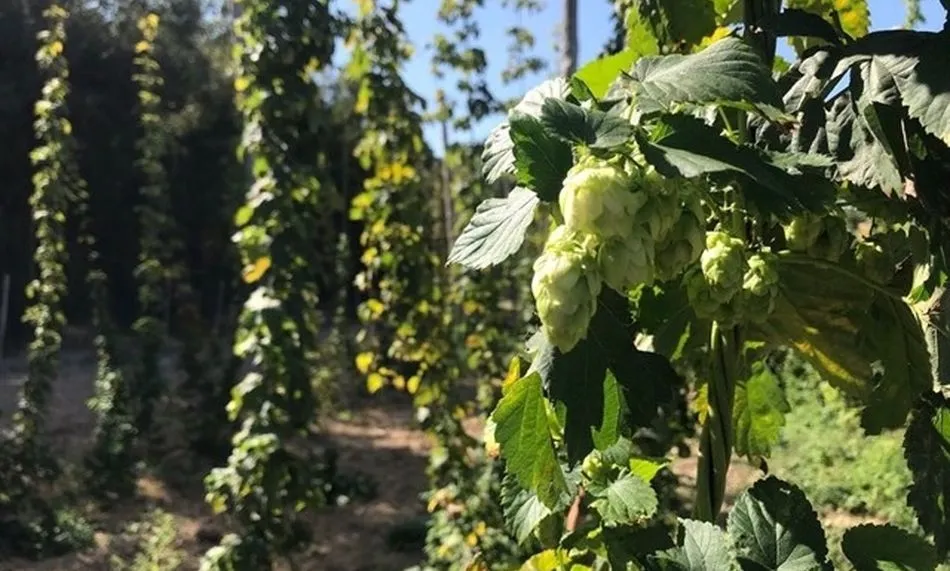 En Castilla y León se cultiva el 97 % de la superficie nacional de lúpulo