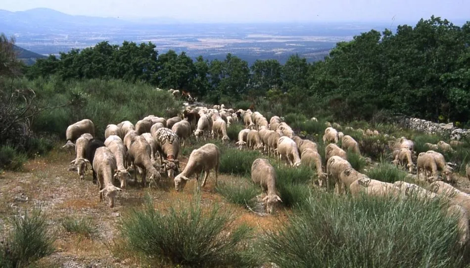 Rebaño de ovejas en Lagunilla. Foto de Santiago Bayón Vera
