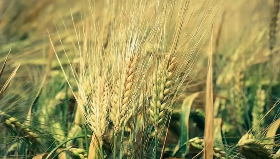 COAG Castilla y León exige la eliminación del canon por la reutilización de las semillas propias