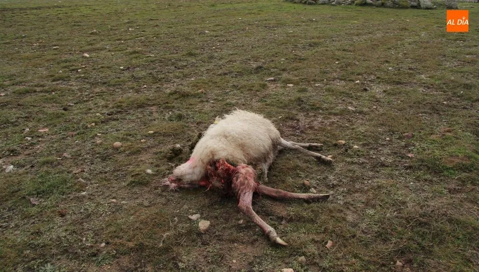 Todos los indicios apuntan a que regresa la pesadilla del lobo a la comarca de Vitigudino / ARCHIVO