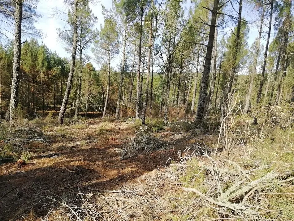 Zona en la que se está actuando para su limpieza