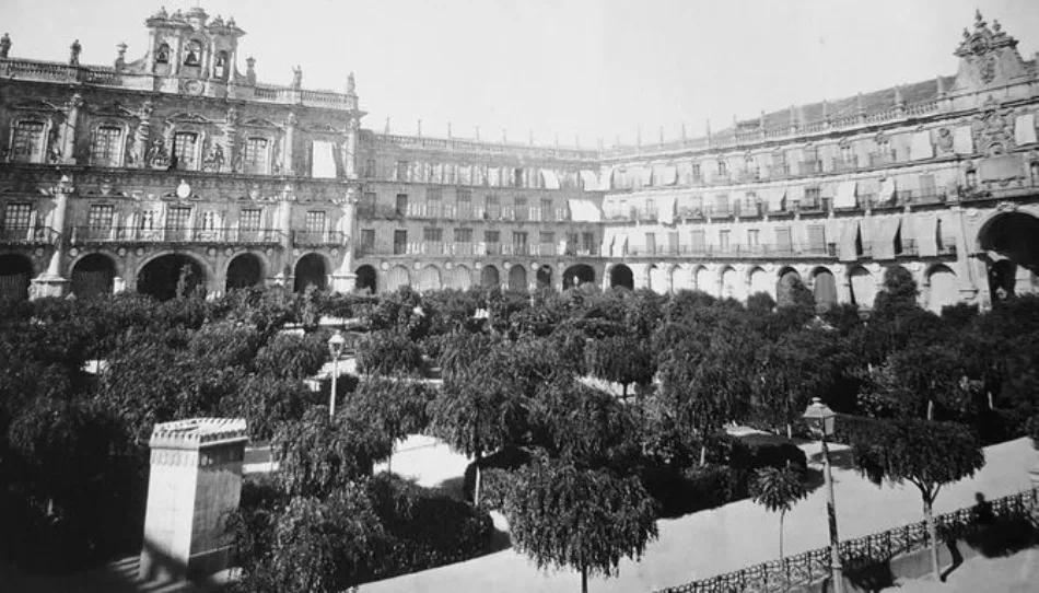 Un bosque de acacias en la Plaza Mayor