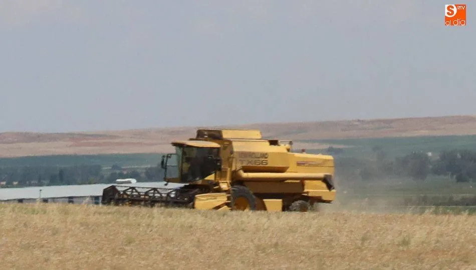 Los precios de algunos cereales vuelven a variar esta semana