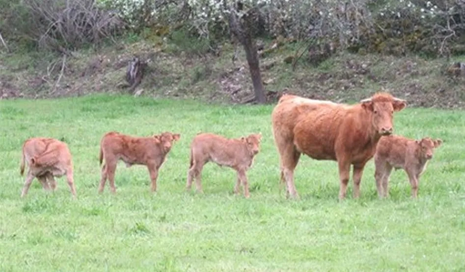 La ONU insta a reducir la dieta basada en consumo de carne para luchar contra el cambio climático / EP