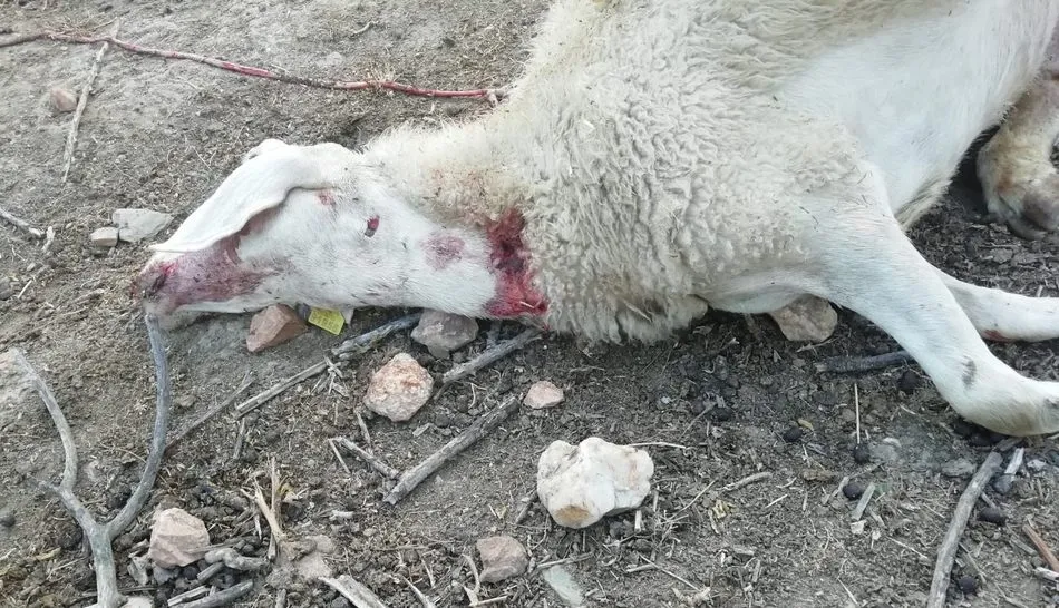 Cinco ovejas muertas y cuatro heridas es el resultado del ataque