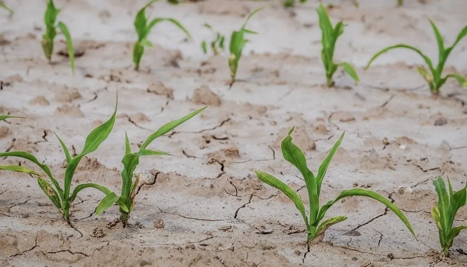 Salamanca ha sido una de las provincias más castigadas por la última sequía