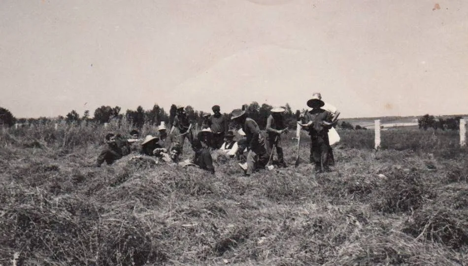 Foto antigua de segadores en Navales