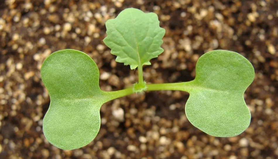 Plántula de colza con su primera hoja verdadera