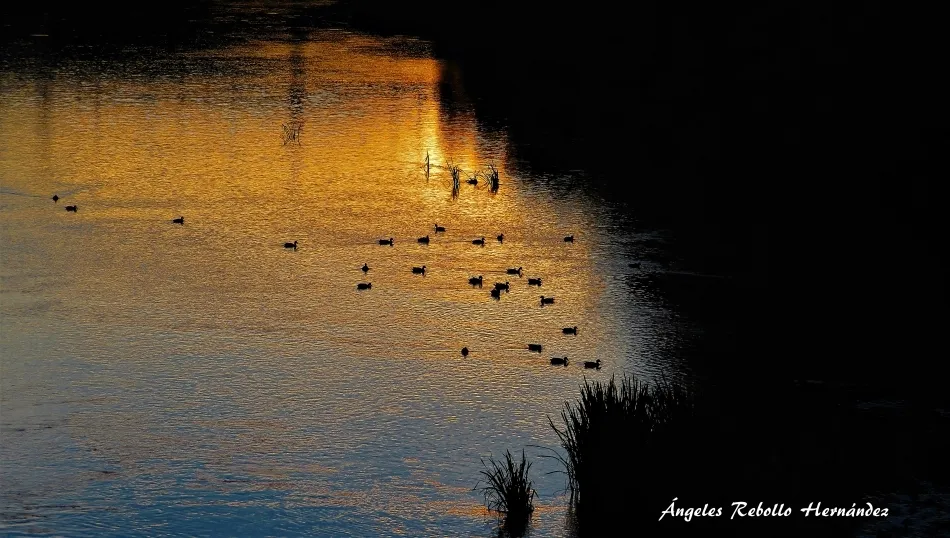 Los oros del crepúsculo
