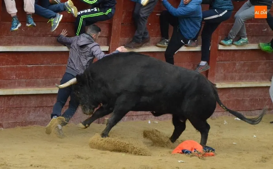 Un toro persigue a un joven