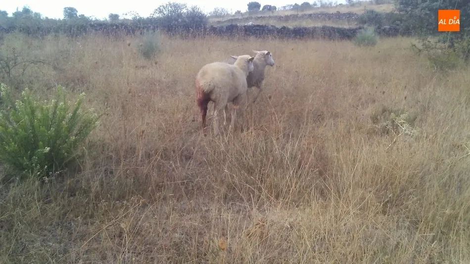 Los agentes de Medio Ambiente confirman al lobo como autor de estos ataques