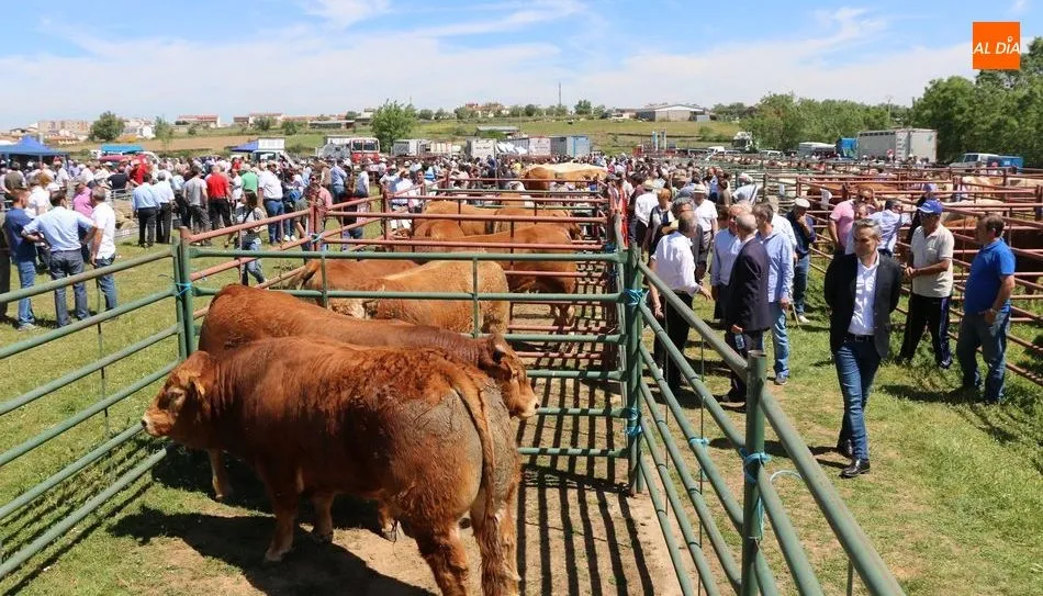 Ganaderos en la popular feria de San Isidro en Lumbrales