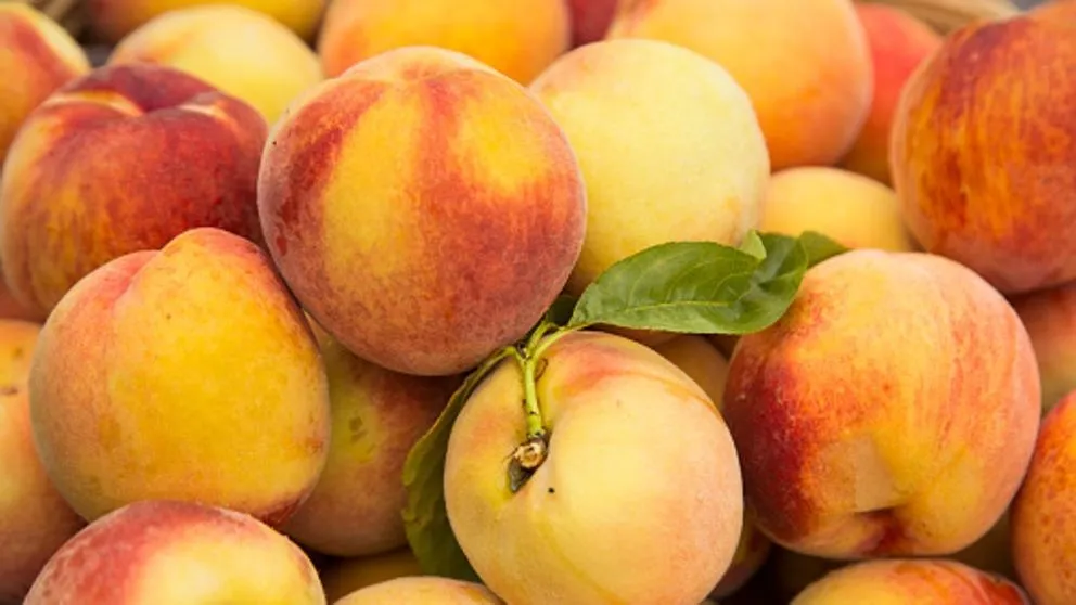 El balance que arroja la primera mitad de la campaña de fruta de hueso resulta desolador para los productores / Europa Press