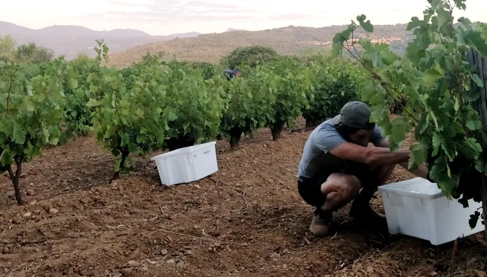 La previsión es que recolecten unos 300.000 kilos de uva en las 9 bodegas amparadas en la D.O.P. Sierra de Salamanc