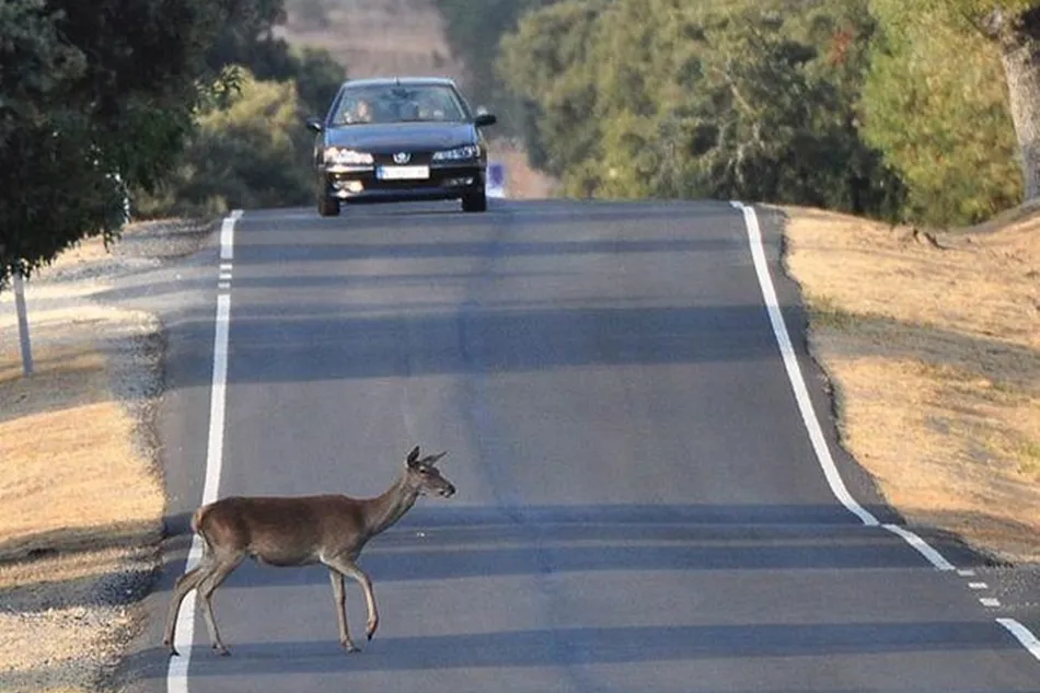 Estar atento a las señales, reducir la velocidad y mantener la distancia de seguridad.
