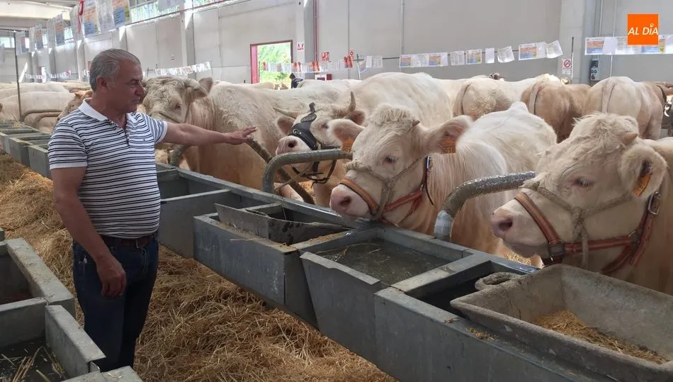Novillas charolesas de Miguel Vaquero en Peralejos de Abajo y que han recibido varios premios