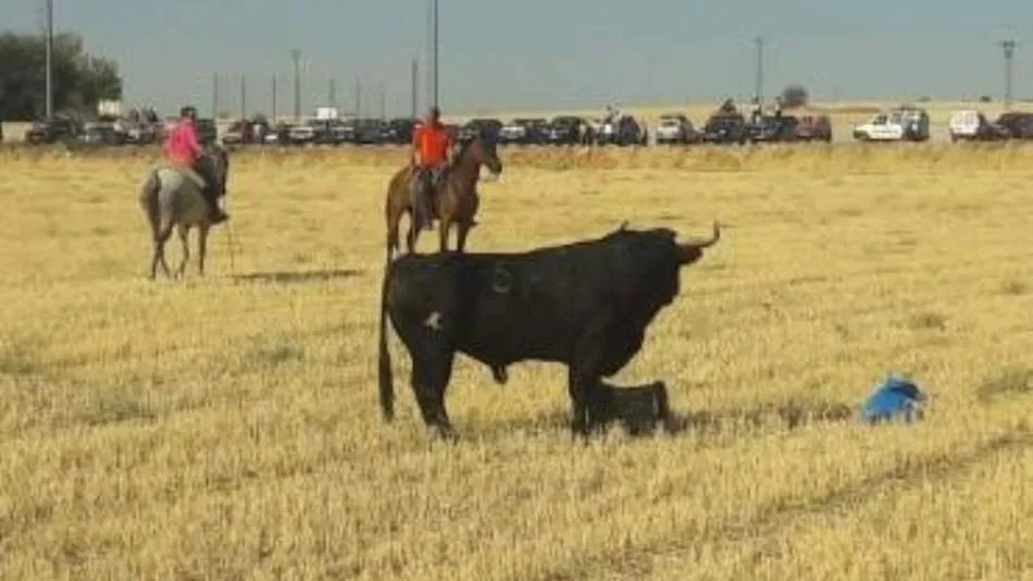 Encierro de la localidad alcarreña de Horche. Foto de cultoro.es