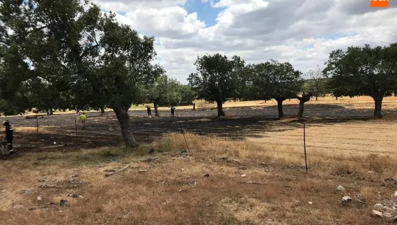 Las rápida intervención evitó una mayor superficie calcinada / ARCHIVO