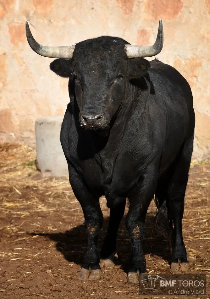 Serio encierro de Adelaida Rodríguez para la terna charra