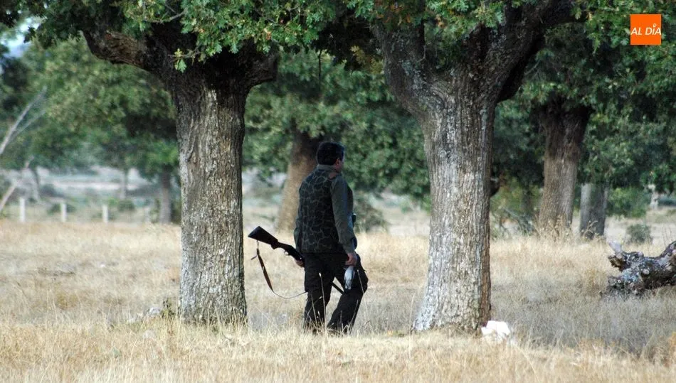 Las poblaciones de tórtolas han ido a menos en los campos salmantinos / CORRAL