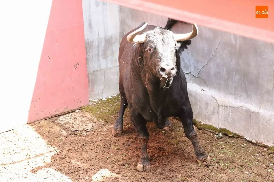 Listos los seis toros de Núñez del Cuvillo para la quinta de abono